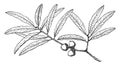 Branch of Willow Oak vintage illustration
