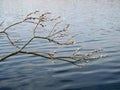 A branch of willow tree groving above the water
