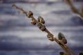 Branch of willow ,tree, spring, nature, branch Royalty Free Stock Photo