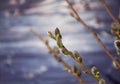Branch of willow ,tree, spring, nature, branch Royalty Free Stock Photo