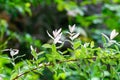 Branch of willow whole-leafed Japanese, Salix integra Hakuro-Nishiki. Natural white, pink on green background