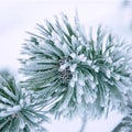 Branch of a winter pine tree Royalty Free Stock Photo