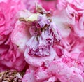 Branch with withered pink rose buds