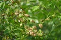 Branch with the withering foliage Royalty Free Stock Photo