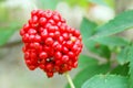 Branch with the wolf berries Sambucus racemosa Royalty Free Stock Photo