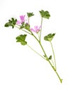 Branch of wood mallow Malva sylvestris