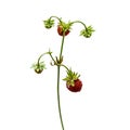 Branch of woodland strawberry with red ripe fruits, isolated on white background, close-up. One stem of a wild plant with juicy Royalty Free Stock Photo