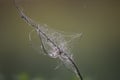 branch wrapped in the empty spider web on the blurred background