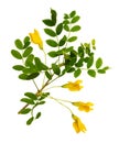 Branch of yellow acacia flowers and leaves