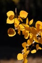 Branch of Yellow Aspen Leaves Royalty Free Stock Photo