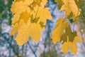 Branch of yellow autumn maple leaves in bright sunlight Royalty Free Stock Photo