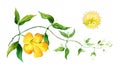 Branch of yellow bindweed