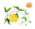 Branch of yellow bindweed Royalty Free Stock Photo