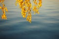 A branch with yellow birch leaves over the lake. Autumn scenes. Royalty Free Stock Photo