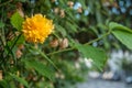 branch of a yellow blooming kerria japonica plant i Royalty Free Stock Photo