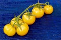 A branch of yellow cherry tomatoes isolated on dark blue wooden background Royalty Free Stock Photo