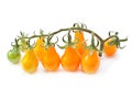 Branch yellow cherry tomatoes