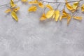 A branch with yellow dry autumn leaves on a grey concrete background. Top view, flat lay, copy space Royalty Free Stock Photo