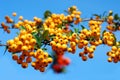 Branch of of yellow firethorn berries Royalty Free Stock Photo