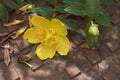 Branch with yellow flower of Hypericum patulum Royalty Free Stock Photo