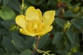 Branch with yellow flower of Hypericum patulum Royalty Free Stock Photo