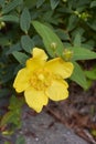 Branch with yellow flower of Hypericum patulum Royalty Free Stock Photo