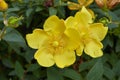 Branch with yellow flower of Hypericum patulum Royalty Free Stock Photo