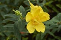 Branch with yellow flower of Hypericum patulum Royalty Free Stock Photo