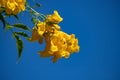 Vibrant Yellow Flowers on blue sky. Spring shot.