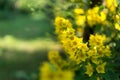 Branch of yellow garden flower - Lysimachia punctata or Garden Loosestrife.