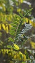 Branch Of Yellow And Green Fall Acacia Leaves Closeup. Acacia Foliage Closeup