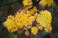 Branch with yellow leaves of aspens. Autumn collection. Royalty Free Stock Photo