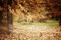 Branch with yellow leaves autmn landscape