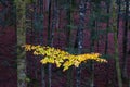 Branch with yellow leaves in autumn in the Beech Forests of Irati, Pirineos de Navarra