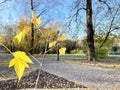 Branch with yellow leaves in an autumn park. Moscow region, Balashikha city Royalty Free Stock Photo