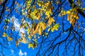 Branch and yellow leaves in blue sky background Royalty Free Stock Photo