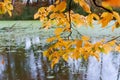 Branch with yellow leaves over the pond, autumn forest and lake Royalty Free Stock Photo