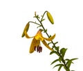 The branch of yellow lilies Asian hybrids on a white backgrou Royalty Free Stock Photo
