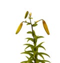 The branch of yellow lilies Asian hybrids on a white background Royalty Free Stock Photo