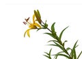 The branch of yellow lilies Asian hybrids on a white background Royalty Free Stock Photo