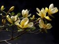 Branch of yellow magnolia blossoms