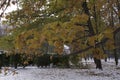 Branch with yellow maple leaves in the background of the first snow in the autumn park in November Royalty Free Stock Photo