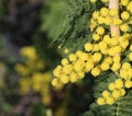 Branch of yellow mimosa in bloom symbol of international women s Royalty Free Stock Photo