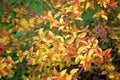 Branch with yellow, orange leaves on dark background. Clomposition of sunshine color Golden Carpet. Close up. Bright natural Royalty Free Stock Photo