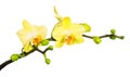 Branch yellow orchid isolated on white