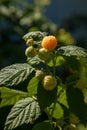Branch with yellow raspberry in sunlight. Growing natural bush of raspberry Royalty Free Stock Photo