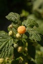 Branch with yellow raspberry in sunlight. Growing natural bush of raspberry Royalty Free Stock Photo