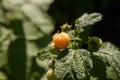 Branch with yellow raspberry in sunlight. Growing natural bush of raspberry Royalty Free Stock Photo