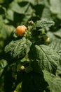 Branch with yellow raspberry in sunlight. Growing natural bush of raspberry Royalty Free Stock Photo