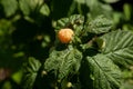 Branch with yellow raspberry in sunlight. Growing natural bush of raspberry Royalty Free Stock Photo